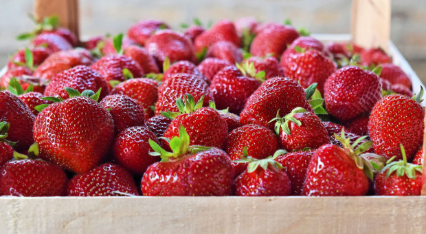 Takich dostaw truskawek na Bronisze jeszcze nie było. Tanie z importu, drogie z Polski