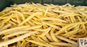 Krajowe szparagi i fasolka na Broniszach. Cena zaporowa, ale są nabywcy