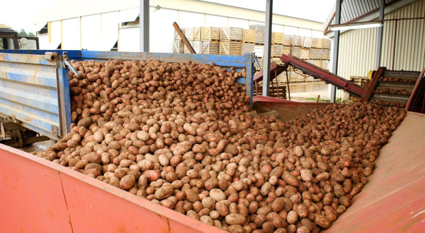 Bakterioza ziemniaka blokuje eksport polskim rolnikom. PIORiN: przyszły rok może być przełomowy