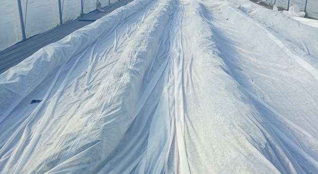 Plantatorzy walczą z przymrozkami. Kiedy truskawki z tuneli trafią na rynek?