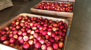 Ile jabłek jeszcze mamy w chłodniach? Daleko do rekordów