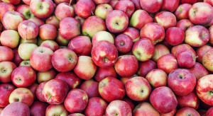 5 firm ukaranych za zmowę cenową przy skupie owoców. Zapłacą 1,6 mln zł kary