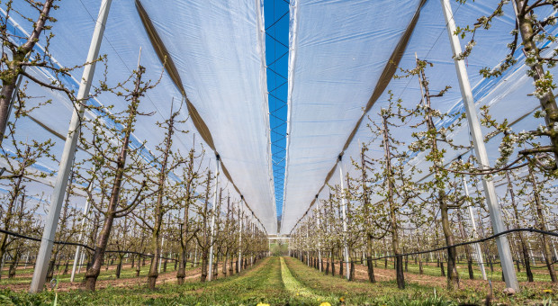 Kwitnienie czereśni 2026 – czy przymrozki wyrządziły straty?