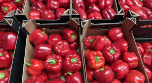 Anomalie rynkowe i nieuczciwa konkurencja. Producenci papryki pod presją