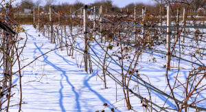 Mróz zdziesiątkował plantacje na Lubelszczyźnie. 90 procent strat