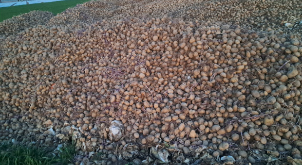150 ton ziemniaków wylądowało na wysypisku. "Próbowałem oddać je za darmo"