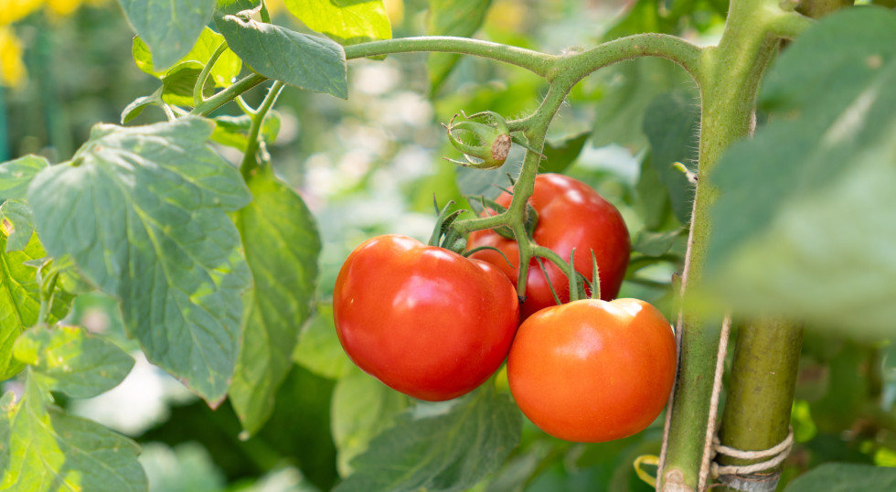 Najgroźniejsze choroby pomidorów. Jak je rozpoznać i zwalczać?