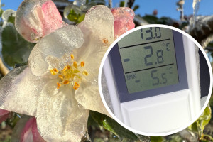 Minionej nocy było gorzej niż prognozowano. Duży mróz i początek walki o plony