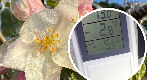 Minionej nocy było gorzej niż prognozowano. Duży mróz i początek walki o plony
