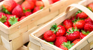 Trudny początek sezonu truskawki tunelowej. Szklarniowa zdrożała na Broniszach