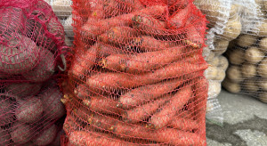 Grecka marchew trafiła do hurtu. Dawno nie było takich cen