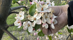 Pomoc doraźna i długofalowa. Sadownicy apelują o systemowe wsparcie po przymrozkach