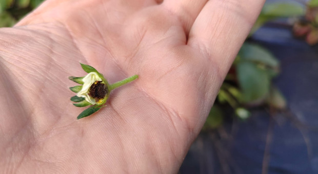 Przymrozki opóźnią sezon truskawkowy. Trwa walka o każdy kilogram