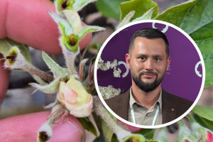 Duże straty w grupie Jonagoldów i Red Delicious ale sadowniczy hazard trwa dalej