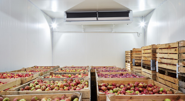 Golden Delicious dominuje w chłodniach. WAPA podała stan zapasów