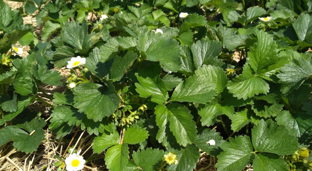 Szarą pleśń trzeba wyprzedzić. Jak chronić jagodowe w czasie kwitnienia?