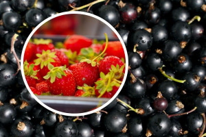 Przegląd sytuacji na plantacjach owoców. Przymrozki i susza odbiją się na zbiorach