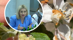 Pomoc dla sadowników po przymrozkach. Wiceminister Gromadzka: wsparcie tylko po dokładnej ocenie