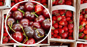 Czereśnie tanieją, truskawki trzymają cenę. Sytuacja na Broniszach