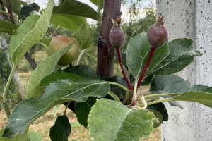 „To trzeci rok z rzędu”. Straty w sadach olbrzymie, a pomocy nie ma