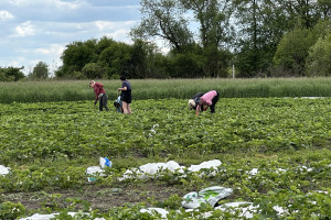 Rolnictwo na równi z budownictwem i logistyką. Tutaj migranci są bardzo potrzebni