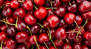 Przybywa krajowych czereśni. Tyle kosztuje kilogram na Broniszach