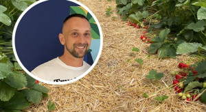 Sezon truskawkowy 2026 pod ogromną presją pogody. Plantator: zbiory będą krótsze