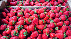 Polska kluczowym graczem w produkcji truskawek. Za granicę wysyłamy 70% zbiorów