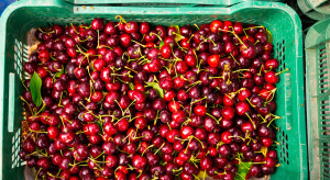 Spadek cen krajowych czereśni. Bronisze: import wygasa