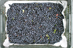 Ceny jagód leśnych 2026. Ile kosztuje kilogram?