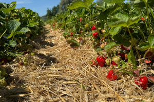 To już kwestia dni. Plantator truskawek mówi wprost, ile potrwa sprzedaż