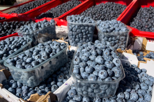 Ceny borówek 2026. Ile kosztuje kilogram?
