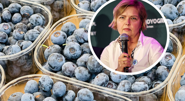 Rusza sezon na krajowe borówki. "Zainteresowanie jest bardzo duże"
