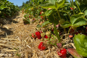 Nie tylko dwa miesiące zbiorów. Plantator zdradza, ile naprawdę trwa sezon na truskawki