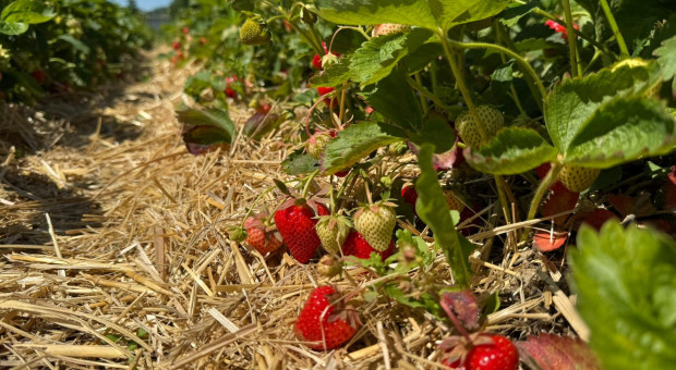 Nie tylko dwa miesiące zbiorów. Plantator zdradza, ile naprawdę trwa sezon na truskawki