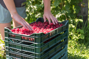 Z plantacji na półkę w 24 godziny. Tak sprzedawane są polskie maliny