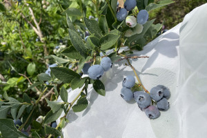 Nowa odmiana borówki typu północnego. Kolejna w drodze do rejestracji