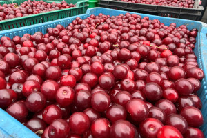 Ceny wiśni 2026. Ile kosztuje kilogram w skupie?