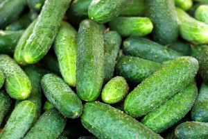 Ceny ogórków gruntowych. Ile kosztuje kilogram?