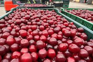Skupy obniżyły cenę wiśni. Ile kosztuje kilogram?