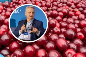 Skup bez ceny i zyski kosztem innych. UOKiK sprawdzi zakłady skupujące wiśnie