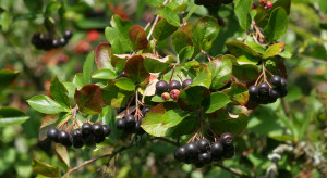 Aronia 2026: Pojawiły się pierwsze ceny skupu. Plantatorzy komentują