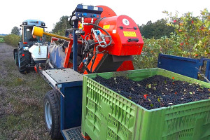 Aronia, czarny bez i jeżyna. Aktualne ceny skupu