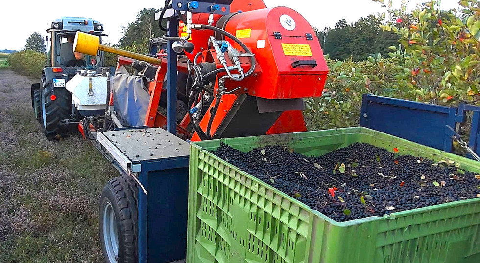 Aronia, czarny bez i jeżyna. Aktualne ceny skupu