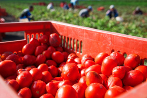 Odmiana idealna na przetwory. Doskonała na przecier i domowy ketchup