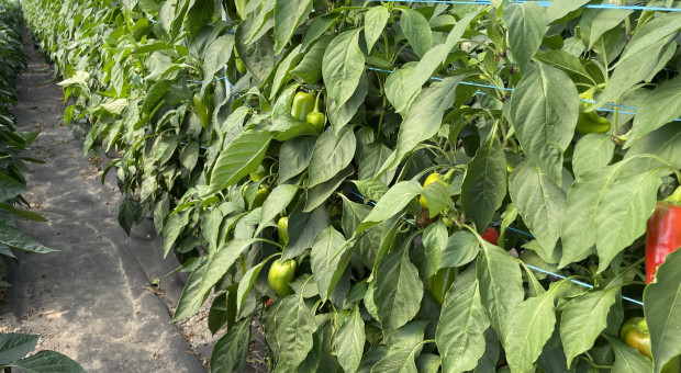 Papryka z południa Mazowsza - jak sezon oceniają plantatorzy?