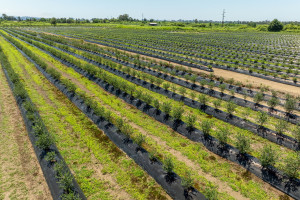 12 ha borówki na sprzedaż. Gospodarstwo z pełnym wyposażeniem czeka na kupca