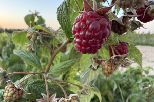 1000 zł/ha za szkody po upałach? Plantatorzy pytają, jak rozliczone zostaną straty