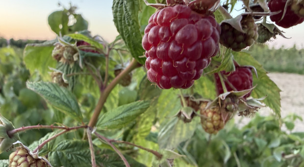 1000 zł/ha za szkody po upałach? Plantatorzy pytają, jak rozliczone zostaną straty