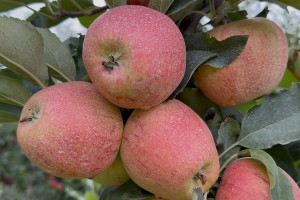 Gala po 2 zł/kg, Egipt chce taniej. Tańsza Gala z Włoch mąci w handlu